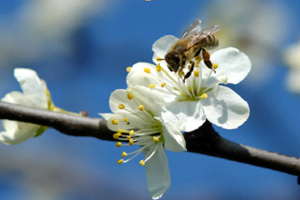 Σεμινάριο Μελισσοκομίας και Αγροτικής Οικονομίας