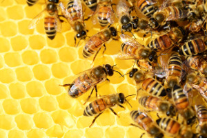 Τό μέλι ὡς τροφή καί φάρμακο