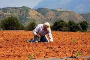 Σύγχρονοι κολίγοι - Η εκτροπή της κοινωνικής οργάνωσης και της παραγωγικής διαδικασίας στην ύπαιθρο