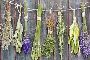 Φυτά και Βότανα της Ελληνικής Γής και Θεραπευτική Χρήση αυτών - Μέρος 1ο - Χαμομήλι