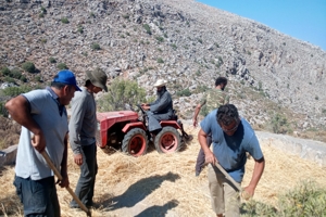 Αγροτικός Τομέας της Ενωμένης Ρωμηοσύνης στην Κάλυμνο: Θερισμός και αλώνισμα με τον παραδοσιακό τρόπο