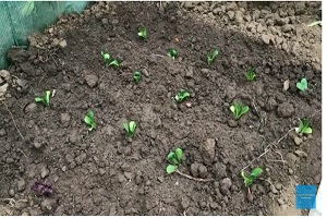 “Οι μικροί Κηπουροί χαρίζουν” εκπαιδευτική δράση 10ου Νηπιαγωγείου Πτολεμαΐδας