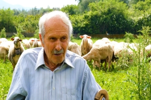 Μια ζωή στα πρόβατα! Ο μπαρμπα-Σπύρος και το εντυπωσιακό κοπάδι του