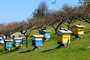 Θεσσαλία: Πάνω από 80.000 νεκρά μελίσσια – Οδηγίες προς τους μελισσσοκόμους