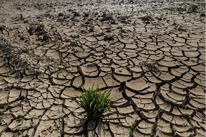 Θεσσαλία- Οι Ολλανδοί ειδικοί προειδοποιούν: Αν δεν σταματήσετε να παράγετε βαμβάκι, ο κάμπος θα γίνει σύντομα κανονική έρημος