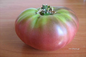 Ντομάτα: σπορά, φύτεμα, καλλιέργεια
