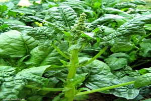 Σπανάκι: σπορά φύτεμα καλλιέργεια