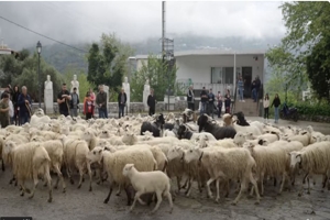 Η ευλογία των προβάτων στην Ασή Γωνιά