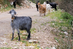 Ήχοι βουνού, τα γίδια και τα κυπροκούδουνα της Ελλάδας