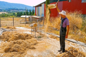 Έτσι ξεχώριζαν τη φακή οι παππούδες μας - Μια χαμένη τέχνη στα χέρια του Γιώργου