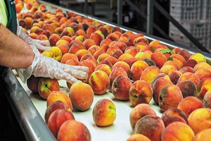 Ανακαλούνται ελληνικά ροδάκινα γεμάτα απαγορευμένο φυτοφάρμακο