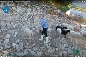 Ο Κώστας και το κοπάδι του | Ο τελευταίος κτηνοτρόφος του χωριού