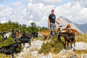 Ο Γιώργος και το κοπάδι του - Άρχοντας στα Βουνά