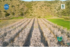 Άφησε την Αθήνα και βρήκε τη ζωή του στις αμυγδαλιές