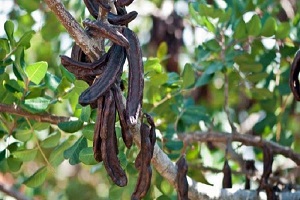 Χαρουπιά: Ένα πολύτιμο και άγνωστο για πολλούς, δέντρο της Ελλάδας