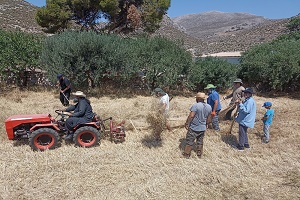 Δελτίο Τύπου Ενωμένης Ρωμηοσύνης στην Κάλυμνο: Θερισμός και Αλώνισμα Σταριού