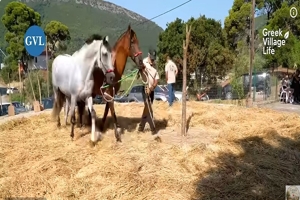 Το Αλώνισμα με Άλογα Ζωντάνεψε Ξανά | Από το Δρεπάνι στο Ψωμί